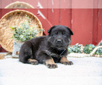 Small Photo #15 German Shepherd Dog Puppy For Sale in PARKESBURG, PA, USA