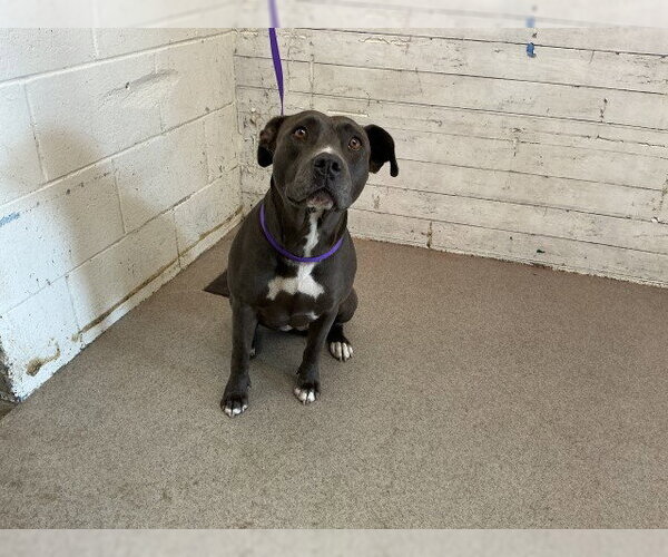 Medium Photo #1 Mutt Puppy For Sale in San Bernardino, CA, USA