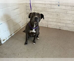 Mutt Dogs for adoption in San Bernardino, CA, USA