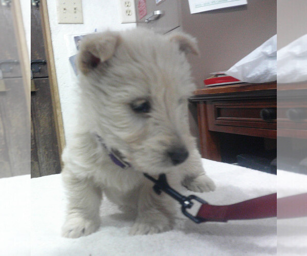 Medium Photo #2 Scottish Terrier Puppy For Sale in MEAD, WA, USA