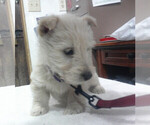 Small #1 Scottish Terrier