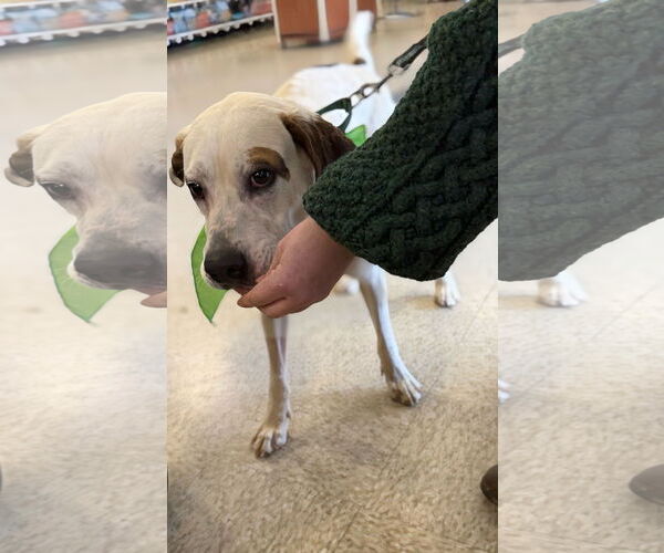 Medium Photo #21 Lab-Pointer Puppy For Sale in Rustburg, VA, USA