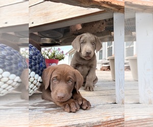 Labrador Retriever Puppy for Sale in VONA, Colorado USA
