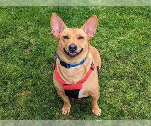 Pembroke Welsh Corgi-Unknown Mix Dogs for adoption in San Clemente, CA, USA