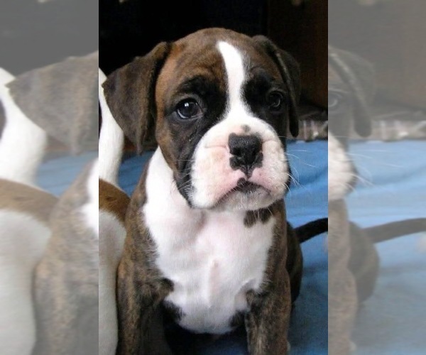Medium Photo #4 Boxer Puppy For Sale in VICTORIA, TX, USA