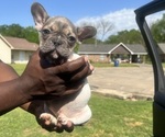 Small Photo #4 French Bulldog Puppy For Sale in NORTH LITTLE ROCK, AR, USA