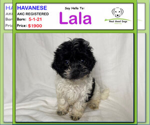 Havanese Puppies For Sale Near Lansing Michigan Usa Page 1 10 Per Page Puppyfinder Com