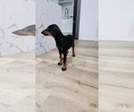 Small Photo #12 Doberman Pinscher Puppy For Sale in LOS ANGELES, CA, USA