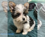 Small #4 Yorkshire Terrier