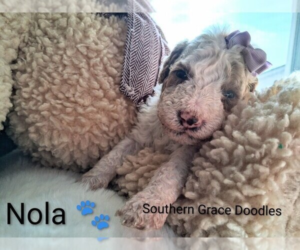 Medium Photo #4 Goldendoodle (Miniature) Puppy For Sale in GASTONIA, NC, USA