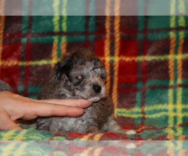 Medium Photo #12 Poodle (Toy) Puppy For Sale in DYERSBURG, TN, USA