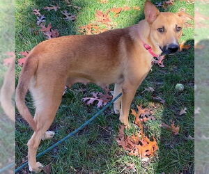Winnie - Female Mutt Dog for Adoption - Photo #4
