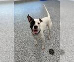 Small American Bulldog-American Staffordshire Terrier Mix