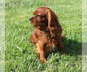 Father of the Cavalier King Charles Spaniel puppies born on 09/18/2023