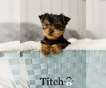 Small #13 Yorkshire Terrier