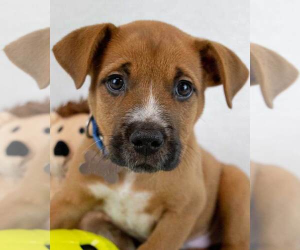 Medium Photo #1 Boxer-Unknown Mix Puppy For Sale in Kennesaw, GA, USA