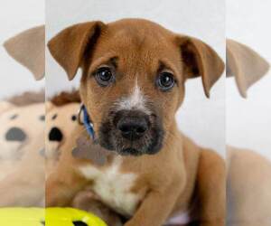 Boxer-Unknown Mix Dogs for adoption in Kennesaw, GA, USA