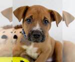 Small Boxer Mix