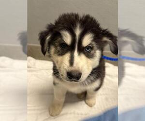 Alusky Dogs for adoption in Las Vegas, NV, USA