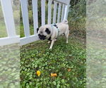 Small #4 Pug