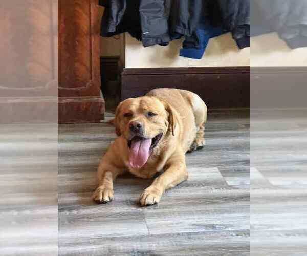 Medium Photo #1 Labrador Retriever Puppy For Sale in NOTTINGHAM, PA, USA