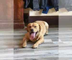 Father of the Labrador Retriever puppies born on 08/10/2025