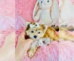 Small #10 Morkie