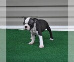 Small #5 Boston Terrier
