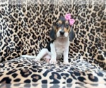 Small #1 Beagle