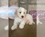 Small Photo #4 Portuguese Water Dog Puppy For Sale in SWARTZ CREEK, MI, USA