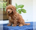 Small #2 Goldendoodle (Miniature)