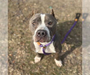 Mutt Dogs for adoption in Conroe, TX, USA