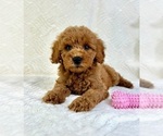 Small #2 Goldendoodle (Miniature)