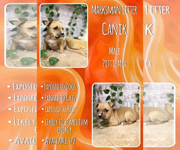 Medium Photo #1 Mutt Puppy For Sale in Jacksonville, NC, USA