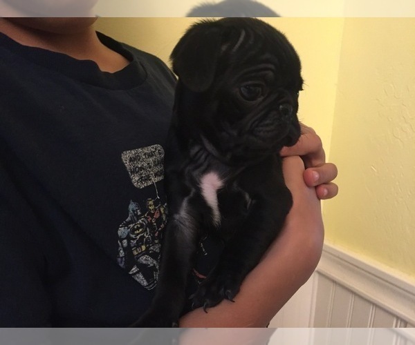 Medium Photo #2 Pug Puppy For Sale in LOOMIS, CA, USA