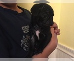 Small Photo #2 Pug Puppy For Sale in LOOMIS, CA, USA