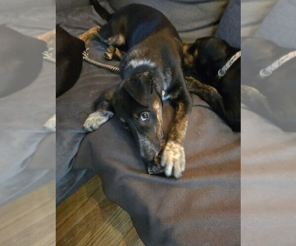 Medium Photo #14 German Shepherd Dog-Unknown Mix Puppy For Sale in Lakewood, CO, USA