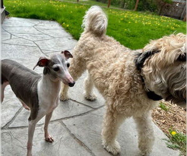 Medium Photo #10 Italian Greyhound-Unknown Mix Puppy For Sale in Farmington, MN, USA