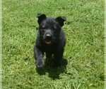 Small #1 German Shepherd Dog