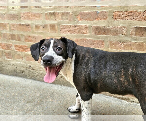 Medium Photo #4 Boglen Terrier Puppy For Sale in Chicago, IL, USA