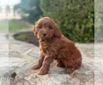 Small #2 Miniature Labradoodle