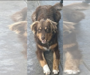 Mother of the Australian Shepherd puppies born on 06/14/2025