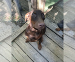 Puppy 1 - Female Doberman Pinscher Puppy for Sale - Photo #4