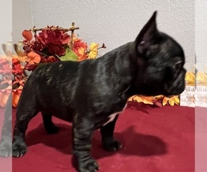 French Bulldog Puppy for sale in BOLIVAR, MO, USA