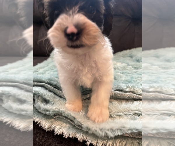 Medium Photo #2 YorkiePoo Puppy For Sale in CASTROVILLE, TX, USA