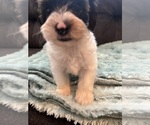 Small Photo #2 YorkiePoo Puppy For Sale in CASTROVILLE, TX, USA