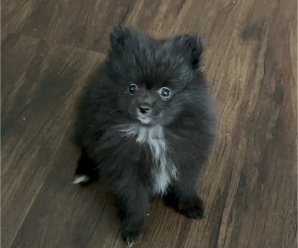 Medium Photo #1 Pomeranian Puppy For Sale in CINCINNATI, OH, USA