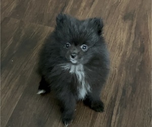Pomeranian Puppy for sale in CINCINNATI, OH, USA