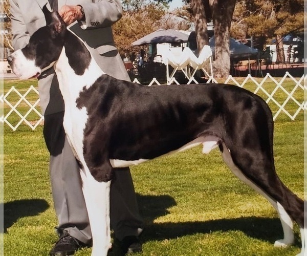 Medium Photo #1 Great Dane Puppy For Sale in ANAHEIM, CA, USA