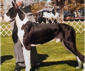 Father of the Great Dane puppies born on 08/01/2020
